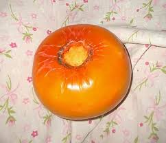 Some varieties of persimmons have an oval flattened shape like an orange tomato. Persimmon Wikiwand