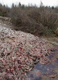 To make the muskrat fur coats, manufacturers cut up the muskrat pelt into multiple strips. Russian Mink Farms Where Thousands Are Slaughtered And Left To Rot To Make 1m Coats Daily Mail Online