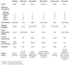 Types Of Honey Bees Mybeeline