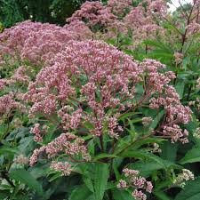 Image result for Pycreus elegantulus