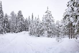 The release concert of their album 'another way home'. Lappland Finnland Winter Highlights Von Husky Abenteuern Und Glasiglus