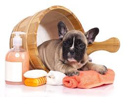 Preparare la casa per accoglierlo come prima cosa è bene predisporre la casa all'arrivo del nuovo cucciolo ed alle sue particolari esigenze. A Che Eta Si Puo Fare La Toelettatura Del Cucciolo Playdog Cat