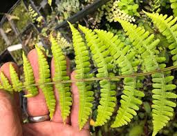 Image result for Diplazium humbertii