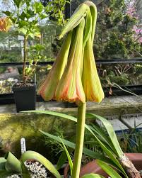 Image result for Cyrtanthus