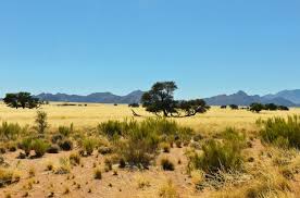 Download africa landscape stock photos. Premium Photo African Savanna Landscape Namibia South Africa