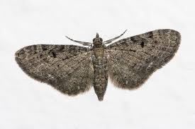 Image result for Eupithecia lanceata