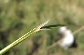 Image result for Deschampsia