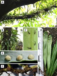 Image result for Lepisorus