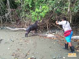 Mammals that inhabit the park include a four species of monkeys found in costa rica corcovado is a government managed national park. Corcovado National Park One Of The Few Natural Areas That Remain Virgin In Central America