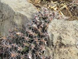 Image result for Euphorbia schinzii