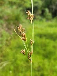 Image result for Vahlia dichotoma