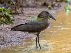 Image result for Ceratotheca integribracteata