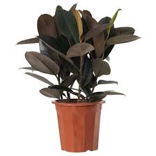 Ikea Us Furniture And Home Furnishings Potted Plants Outdoor Ikea Plants Ficus Elastica