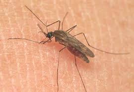But, pests do reappear, and that's. Conroe Texas Pest Control Services Pest Control Houston Gulf Coast Exterminators