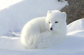 Resultado de imagen para zorro polar