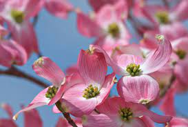 Asheville mortuary services is a licensed funeral home which specializes in cremation and anatomical donation options. Pretty In Pink Spring Flowers Have Arrived In Western North Carolina The Coves Mountain River Club