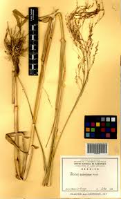Image result for Panicum subalbidum