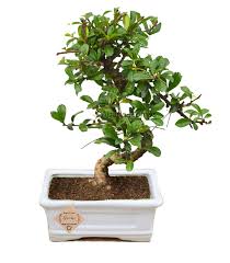 Check spelling or type a new query. Bonsai Live Plants Carmona Fukien Tea Tree Bonsai Plant Indoor Flowering Bonsai Plant Amazon In Garden Outdoors