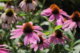 Coneflower Albrigi Inherba The World Of Aromatic Plants Essential Oils Essence Extraction And Natural Remedies