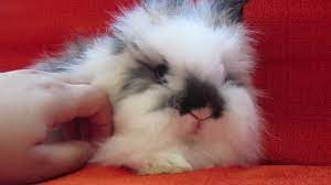 Lionhead rabbit sitting on a log against hay background. My New Lionhead Bunny Youtube