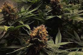 Wann sollte man cannabispflanzen ernten? Kenne Den Richtigen Zeitpunkt Fur Die Ernte Deiner Cannabispflanzen Rqs Blog