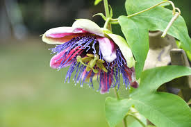 We did not find results for: Jonathan Sullam Memorandum Pour Passiflore 2018 Microphone On Bronze Stand Passiflora 180 X 40 X 40 Cm Irene Laub