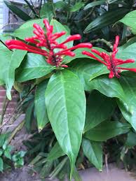 Image result for Odontonema cuspidatum