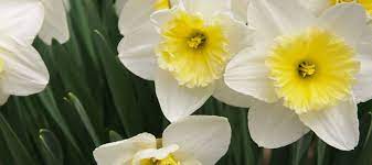 What flowers grow best in wisconsin. What Wisconsin Gardeners Should Do In April