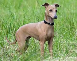 We did not find results for: Italian Greyhound Puppies Animal Kingdom Puppies N Love