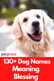 Strong female dog names image credit: 130 Dog Names Meaning Blessing For Your Cute Dogs