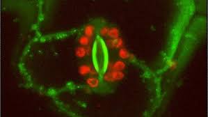 Stomatal Movement Is Not Affected By:(A) Temperature(B) Light(C) O2​ C..