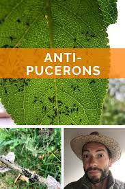 7 Astuces Naturelles Contre Les Pucerons En 2020 Pucerons Trucs Et Astuces Jardinage Insecticide