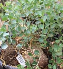 Image result for Raphionacme