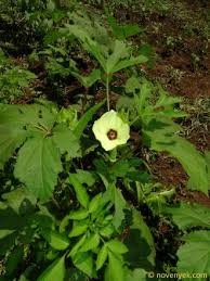 Image result for Agathisanthemum