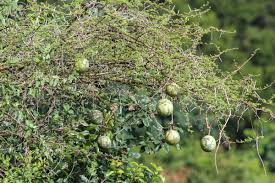 Image result for Lagenaria sphaerica