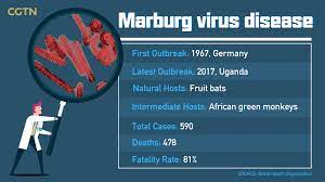 Marburg is a highly contagious disease spread by bodily fluids with a fatality rate of up to 90% and is part of the same virus family as ebola, according to the who. How Are African Green Monkeys Linked To Marburg Virus Cgtn