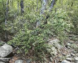 Image result for Alchornea occidentalis