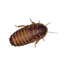 Medium Size Dubia Roaches ( Blaptica Dubia Roach ) For Sale | Ccr | Roaches  For Sale | Cape Cod Roaches- Dubia, Discoid, Hissers Pet