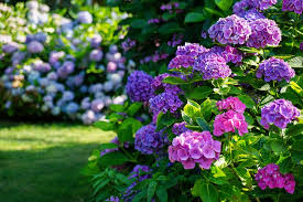 5 plantes à fleurs pour aménager un jardin ombragé | Salut Bonjour