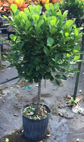 Ficus microcarp moclam, care for which shouldthe plant is southern and thermophilic. Pin On Landscaping Plant Life