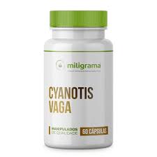 Image result for Cyanotis vaga