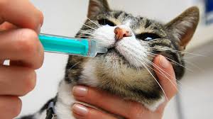 People have seen great results with their dogs who are scared. All About Cbd Oil Aka Cannabis Oil For Cats Plus Best Oils On The Market Kitty Catter