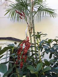 Image result for Chamaedorea radicalis