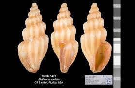 Image result for Stellaria mannii