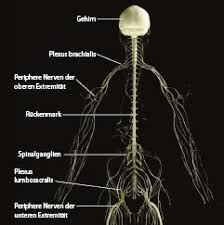 Erholsamer schlaf ist wichtig, damit das gehirn die tagsüber aufgenommenen reize und informationen verarbeiten und abspeichern kann. Allgemeine Organisation Und Einteilung Des Nervensystems Springerlink