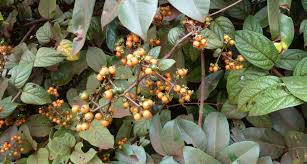 Image result for Rutidea