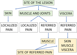 Not All Pain Is Created Equal Basic Definitions And Diagnostic Work Up Springerlink