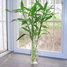 Sedangkan gagasan utama adalah pokok pemikiran utama dari suatu paragraf. Rendam Pokok Kecil Dalam Air Tak Perlu Siram Cantik Buat Hiasan Rumah Mingguan Wanita