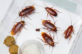 Hiring a terminix specialist to treat a roach infestation can increase safety, offer a more effective approach to getting. Pin On Get To Know Cockroaches