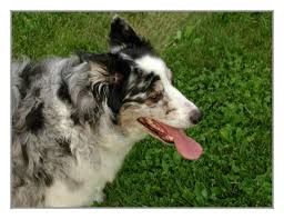 Australian shepherd border collie mix puppies for sale. Bandit Australian Shepherd Border Collie Mix Photo Barri Olson Photos At Pbase Com